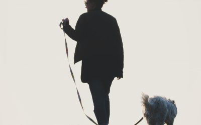 The Power of Using a Leash in Dog Training