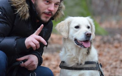How Many Training Sessions Does It Take to Train a Dog?