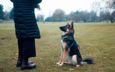The Three D’s of Dog Training!